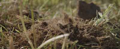 It is. It really shows that
plants, plants and more plants. - 2040