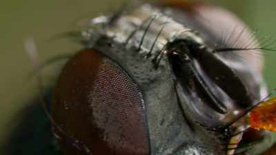 It isn't easy to feed
with such encumbered mouthparts. - The Green Planet
