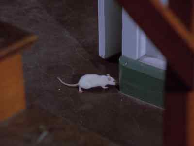 It was just a mouse, Doctor. - Wonder Woman