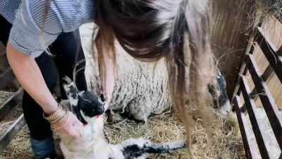 It just has to wear it
for a little while, - Our Yorkshire Farm