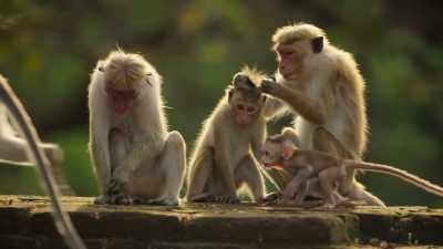 It keeps them healthy
and helps bring them closer together. - Wild Babies