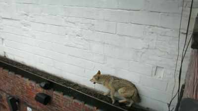 It kinda came from the roof - United States of Animals