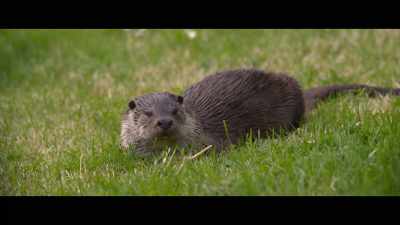 It was like she was lonely,
and wanted some company. - Billy & Molly: An Otter Love Story