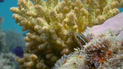 It lives close to
a cleaning station - - Attenborough's Life in Colour