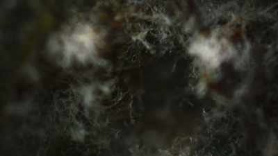 It lives five metres
underground, - The Green Planet