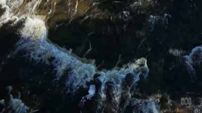 It lives in Tasmania's rivers, - David Attenborough's Tasmania