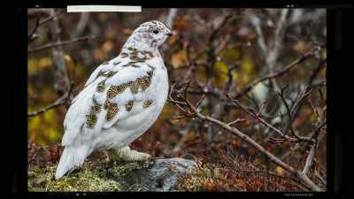 It is local seeds from Svalbard
that they have collected. - Restaurants at the End of the World