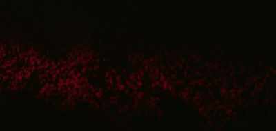 It looked like a shadow, - Amityville: An Origin Story