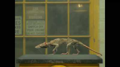 It was looking away,
but watching him sideways - The Rat Catcher