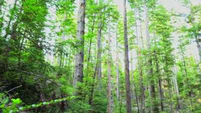  It looks just about
 straight up. - Expedition Bigfoot