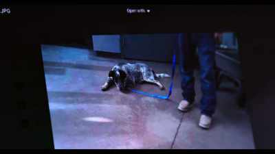 It looks like he was listed as depressed
and hypothermic. - Dogs