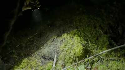 It looks like something's been - Expedition Bigfoot