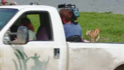 It looks really fast
and it can seem a
little aggressive, however, - Secrets of the Zoo