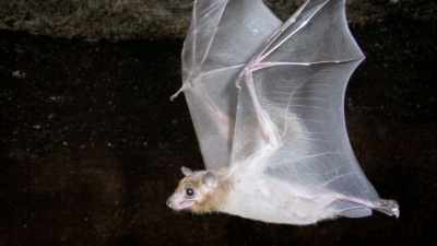It looks sort of like
a flying teddy bear, - The UnBelievable with Dan Aykroyd