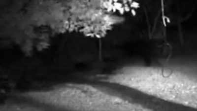 IT LOOKS TO BE EITHER
APE-LIKE OR WOLF-LIKE, - Strange Evidence