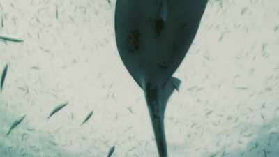 It makes it more difficult to
see both from above and below. - Attenborough and the Sea Dragon