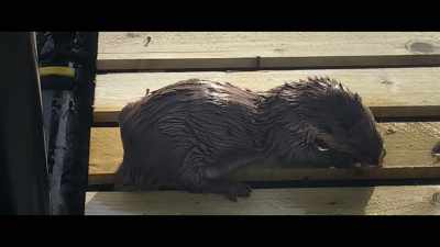 It was March. - Billy & Molly: An Otter Love Story