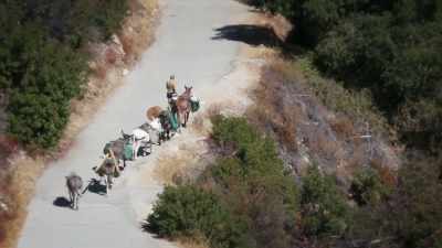 It may be close to the big city, - United States of Animals