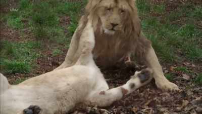 'It may have been easy
to get a lion, - Britain's Tiger Kings - On the Trail with Ross Kemp