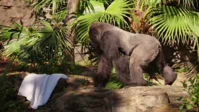 It may look like he's left
gorilla-sized handkerchiefs - Magic of Disney's Animal Kingdom