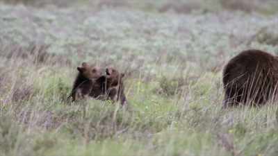 It may look like they're
playing because they are, - Yellowstone: One-Fifty