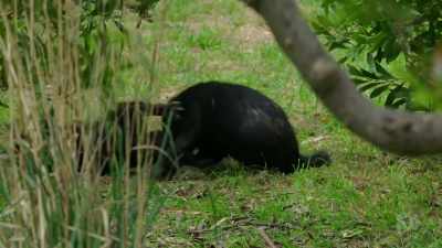 It may not look like it - David Attenborough's Tasmania