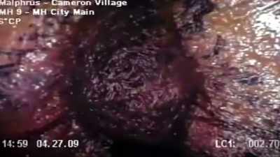 IT MAY REACT TO THE ROBOTIC LIGHTS, - Strange Evidence
