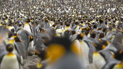 It may seem an impossible task, - A Year on Planet Earth