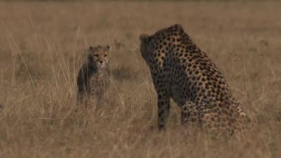It may seem impossibly cruel, - Chasing the Rains