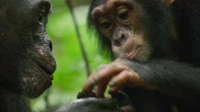 It may take a young chimp
up to a decade to perfect - Seven Worlds, One Planet
