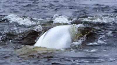 "It means move, and fast." - Secrets of the Whales