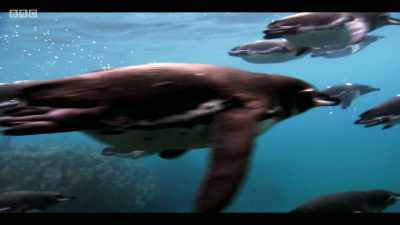 It means that one million species - Extinction: The Facts