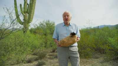 It might look like an old boot, - The Green Planet