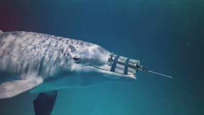 - It might seem like the
dolphin is being friendly, - The UnBelievable with Dan Aykroyd