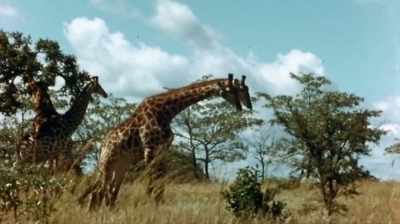 "It is much better to
watch than human boxing - The Woman Who Loves Giraffes