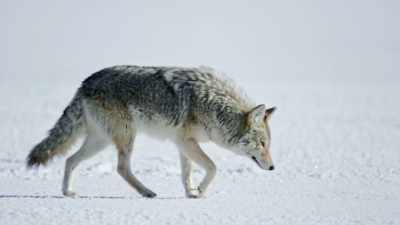 It must be patient - Epic Yellowstone