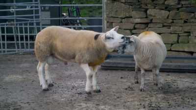 It must be quite
an awkward topic for some parents, - Our Yorkshire Farm