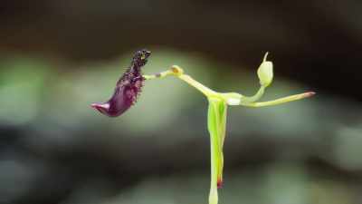 It needs to attract a pollinator, - The Green Planet