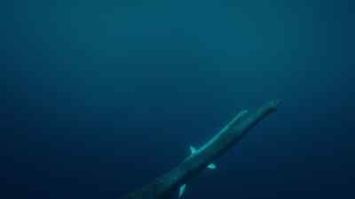 It needs to get to the surface
to take its very first breath. - Prehistoric Planet