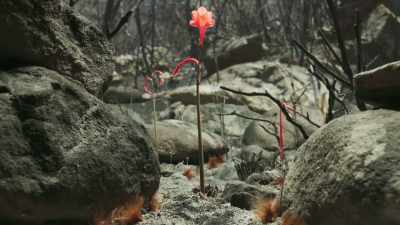 It now returns underground - The Green Planet
