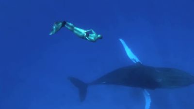 It is one of the most incredible experiences ever - The Cove