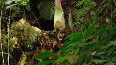 It only emerges after the plant
has been growing for a decade. - Our Great National Parks
