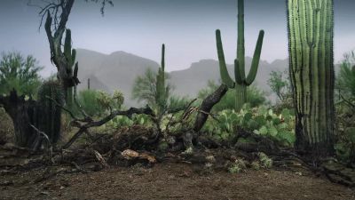 It only takes one downpour to revitalize the land. - Tiny World