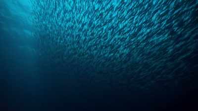 It was only after the Norwegian
government imposed severe restrictions - Blue Planet II