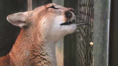 It potentially could cause
other complications - Secrets of the Zoo