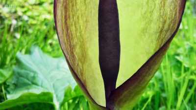 It produces a very
odd-looking flower... - Wild Isles