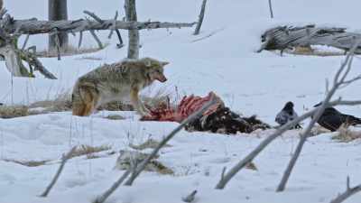 It provides
predators in the park - Yellowstone: One-Fifty