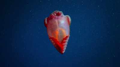 It really does look
like a roast chicken... - Welcome to Earth