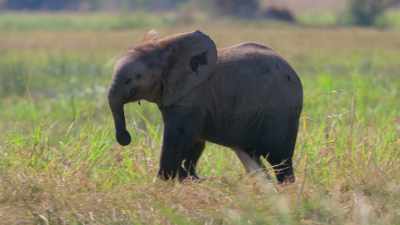 It really,
really captured their personalities. - In the Footsteps of Elephant