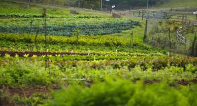 It reduces the potential
of accumulated pathogens. - The Pollinators